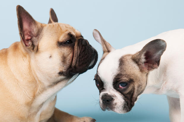 French bulldogs on blue background